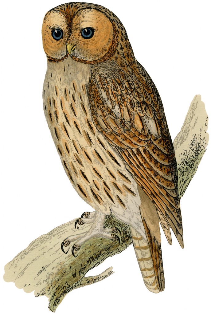 Vintage Owl Printable Vintage Owl Printable