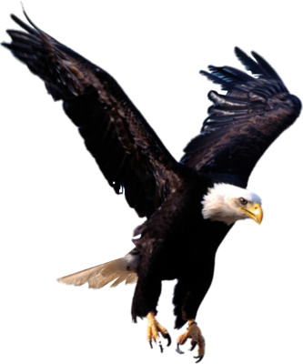 American Bald Eagle Flying Animated