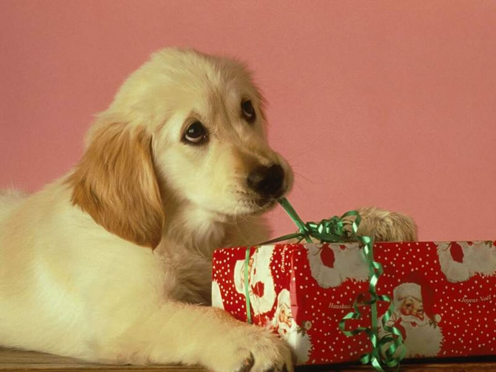 Animal Cute Christmas Puppies