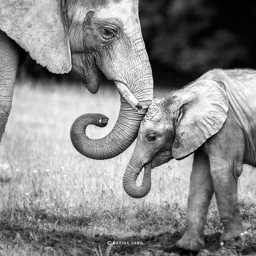 Baby Elephant Black and White Photography