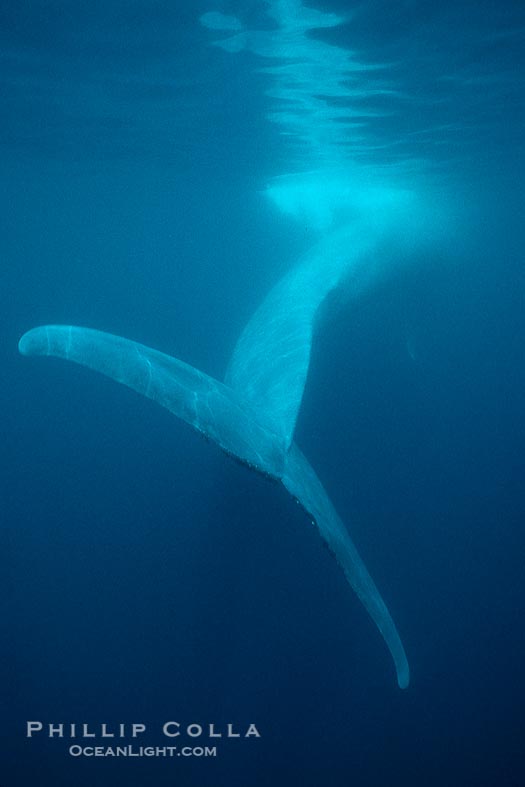 Big Blue Whale