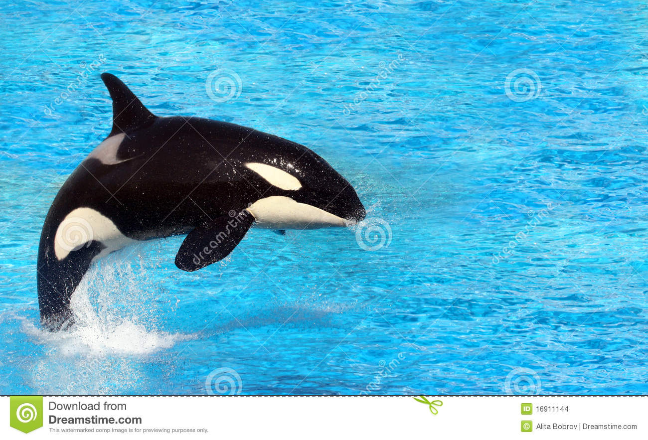 Big Killer Whale