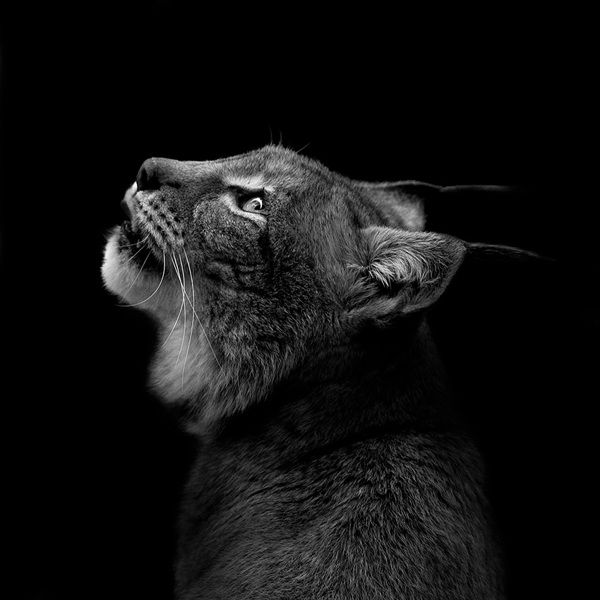 Black and White Animal Portraits