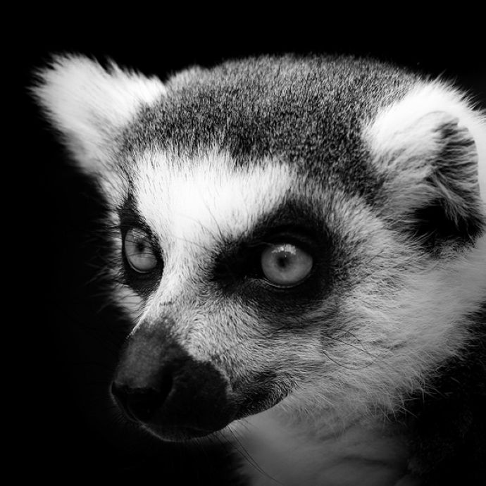 Black and White Animal Portraits