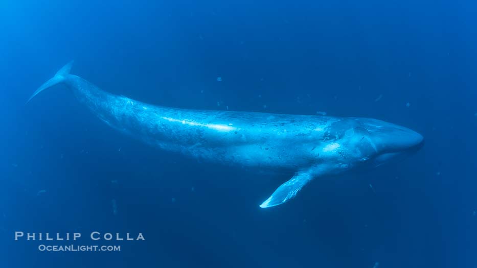 Blue Whale Underwater