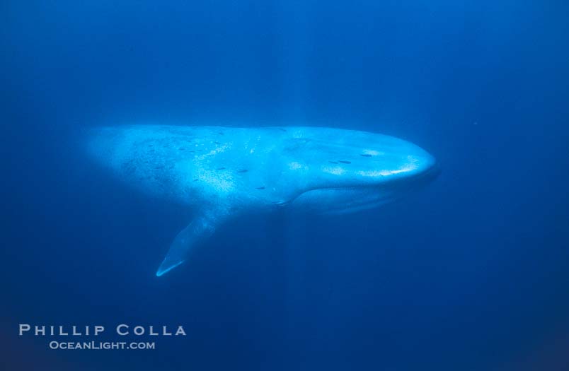 Blue Whale Underwater
