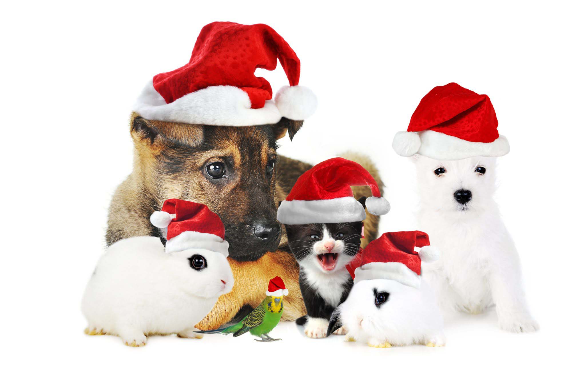 Cute Christmas Animals