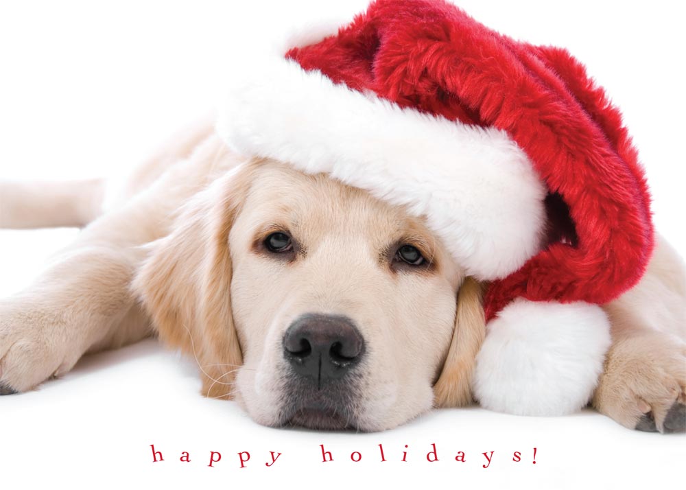 Cute Puppy Christmas Card