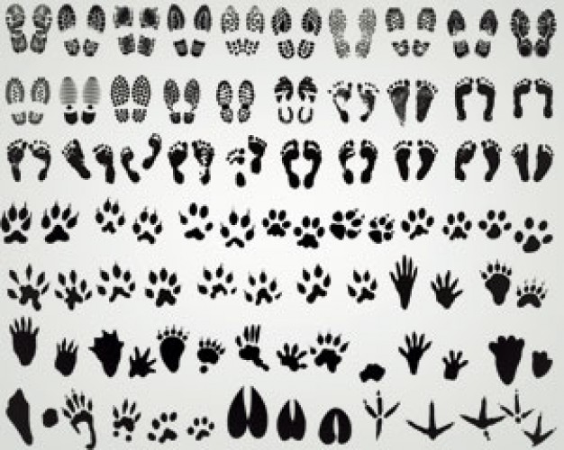Free Vector Animal Footprints