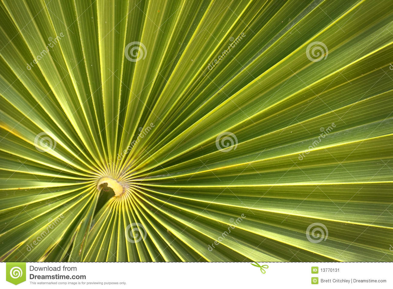 Green Palm Leaves