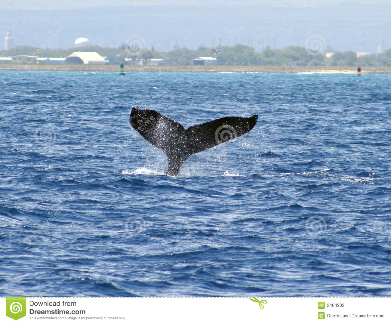 Honolulu Whales Humpback