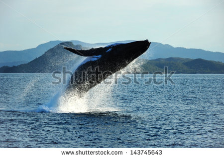 Humpback Whale Breaching Cartoon