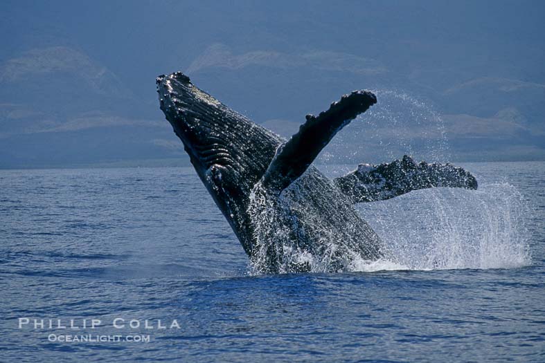 Humpback Whale Breaching