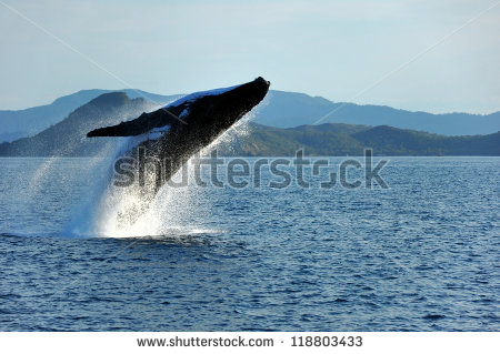 Humpback Whale Breaching