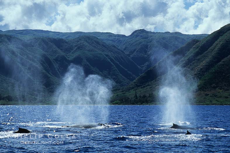 Humpback Whale Group