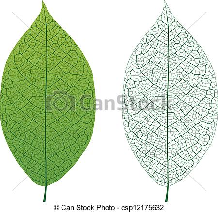 Leaf with Veins Clip Art