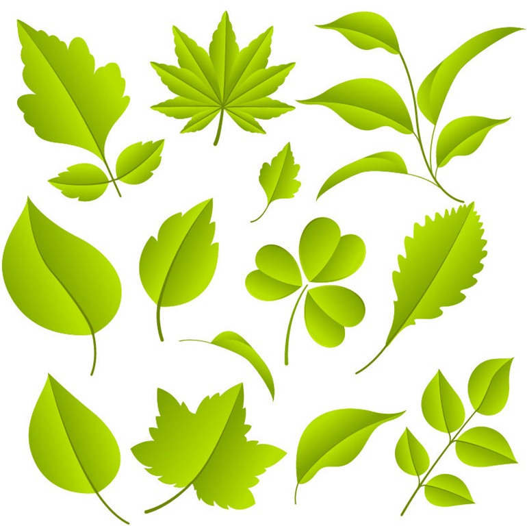 Leaves Free Vector Graphics