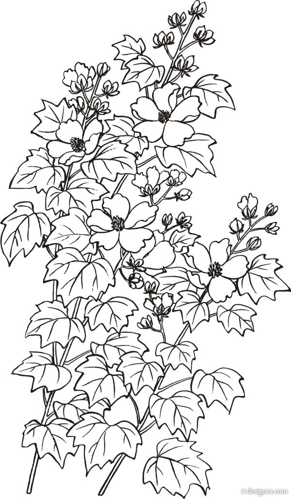 Line Drawing Hibiscus Flowers