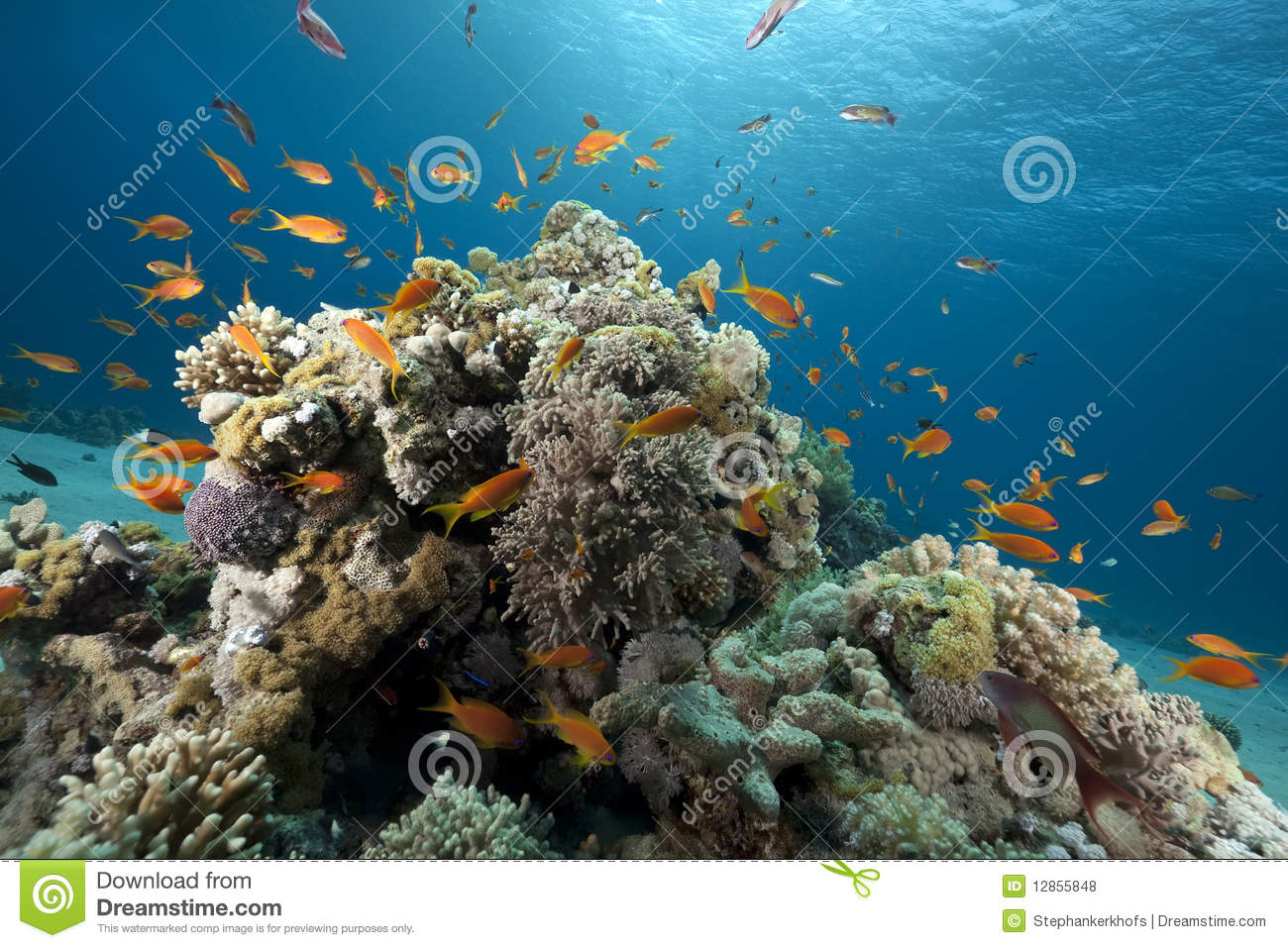 10 Coral Royalty Free Stock Photos Images