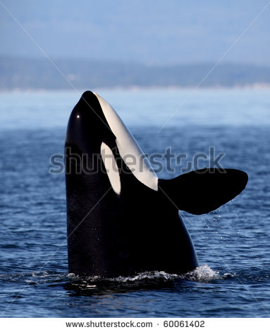 Orca Killer Whale Eating