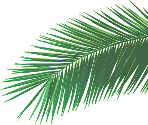 Palm Leaves