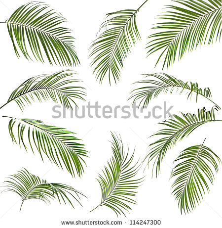 Palm Tree Leaf Cut Out