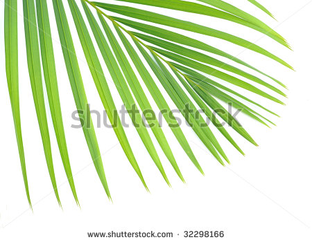 Palm Tree Leaf