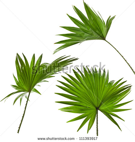 Palm Tree Leaves