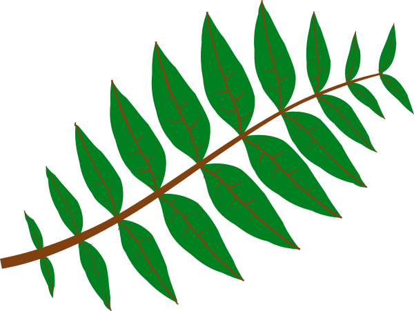Pinnate Leaf Clip Art