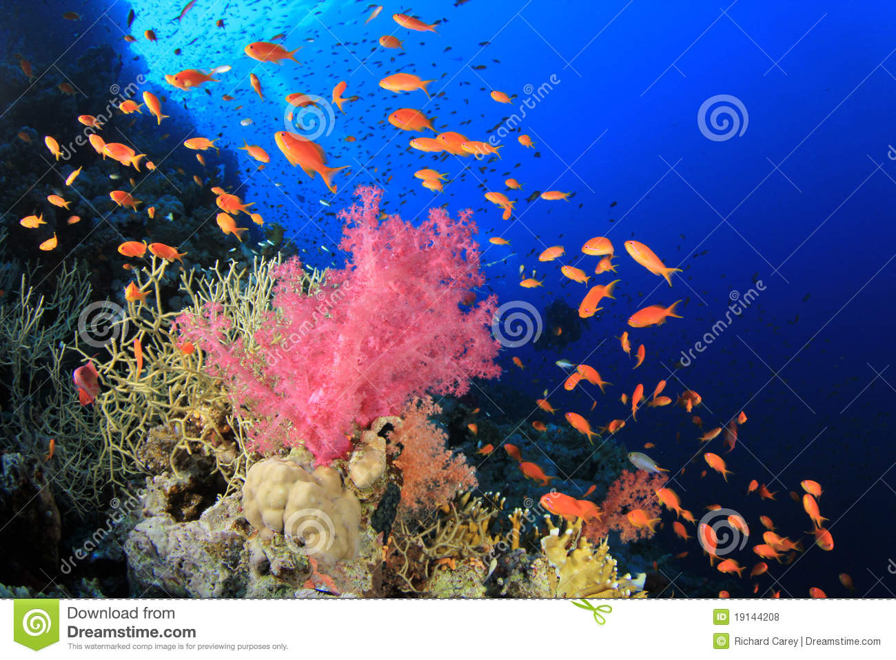 Royalty Free Coral Reef Royalty Free Coral Reef