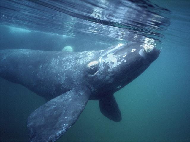 Southern Right Whale