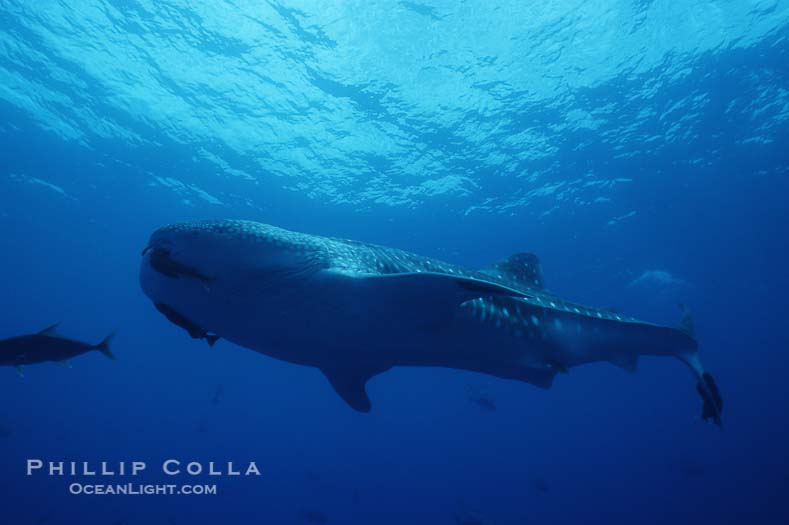 Whale Shark Galapagos Islands