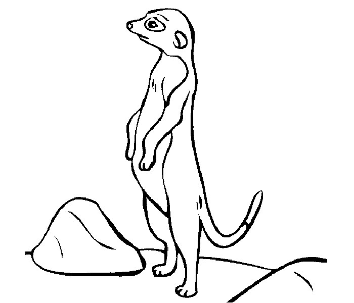 African Meerkat Coloring Pages