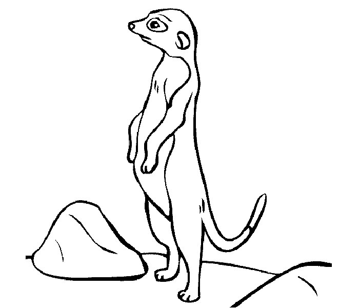 African Meerkat Coloring Pages African Meerkat Coloring Pages