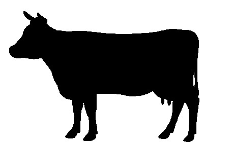 Cow Shape