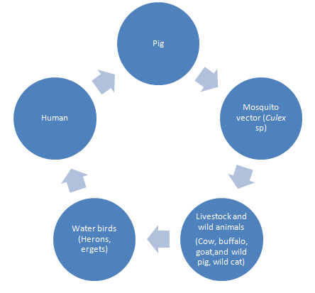 Epidemiology Disease Transmission