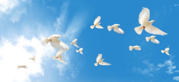 Flying Doves PSD Photoshop Flying Doves PSD Photoshop