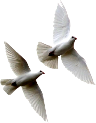 Funerals White Dove Birds Funerals White Dove Birds