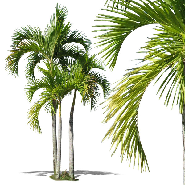 Palm Tree PSD