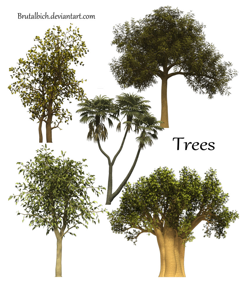 Photoshop Tree PSD