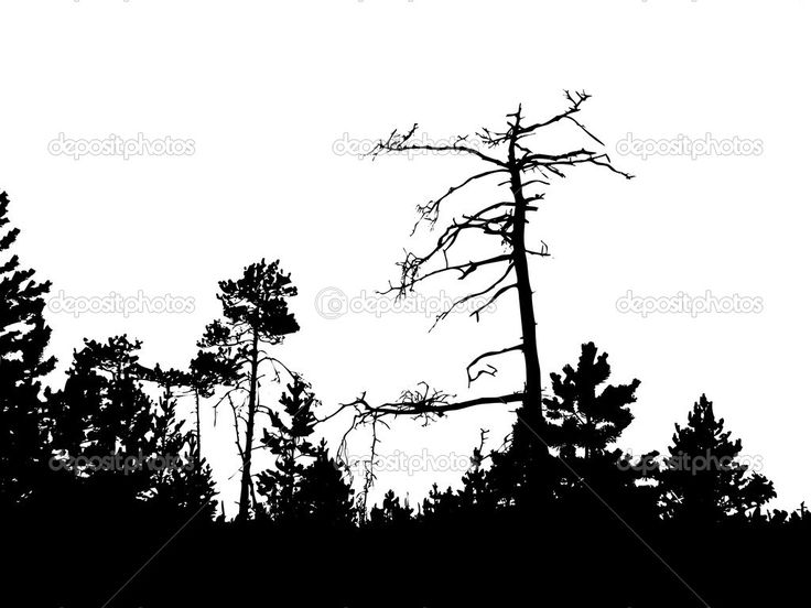 Pine Tree Forest Silhouette