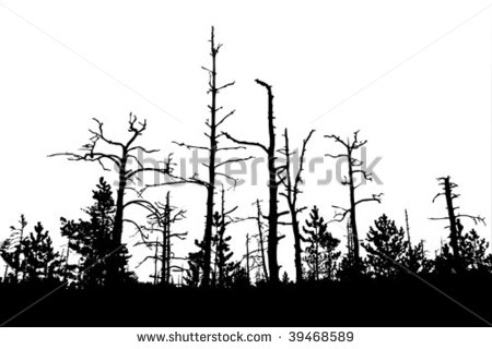 Pine Tree Forest Silhouette