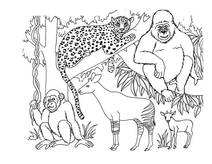 Rainforest Animal Coloring Pages Printable