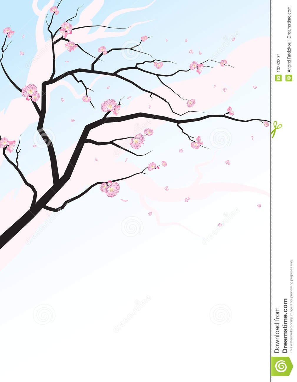 Sakura Blossoms Sakura Blossoms