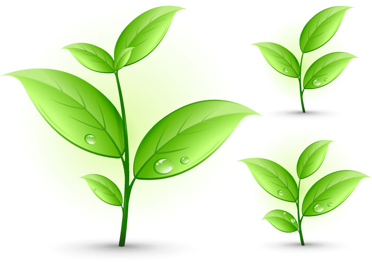 new plant clip art - photo #30