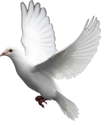 White Dove