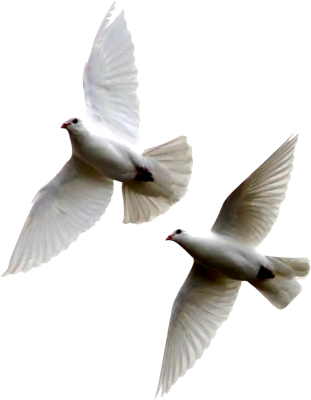 White Doves Flying Together