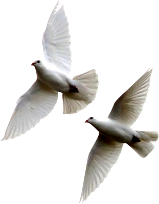White Doves Flying Together White Doves Flying Together