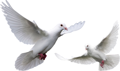 White Doves for Wedding PSD