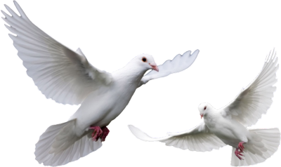 White Doves for Wedding PSD White Doves for Wedding PSD